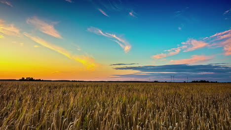 Golden-hour-yellow-blue-glow-recedes-to-darker-sky-above-wheat-fields,-time-lapse