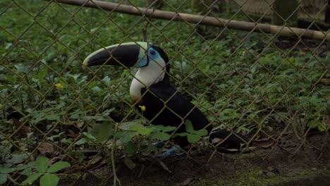 Captivating-toucan-in-captivity:-Experience-a-vibrant-toucan-up-close-in-4K,-filmed-at-Tena's-local-zoo