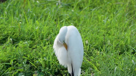 Pure-White-Eastern-Great-Egret-Bird-with-Yellow-Bill-Preen-Feathers-Standing-Green-Lawn-Lit-From-Behind