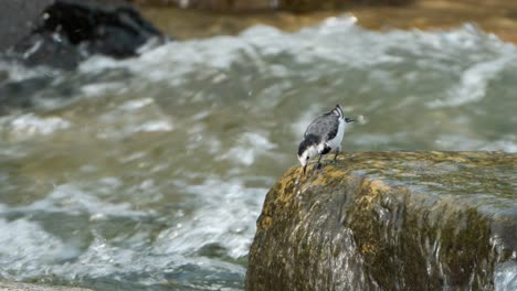 Brave-White-Wagtail-Feeding-or-Willie-Wagtail-Bird-Standing-on-A-Boulder-Edge-With-Raging-River-Rapiuds-in-Backdrop