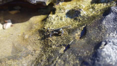 Small-crab-eating-minerals-in-a-shallow-rock-pool