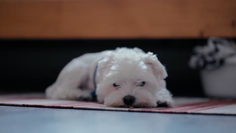 Cute-small-white-Maltese-Dog-lying-on-the-carpet-in-front-of-the-bed-in-bedroom-relaxing-and-falling-asleep