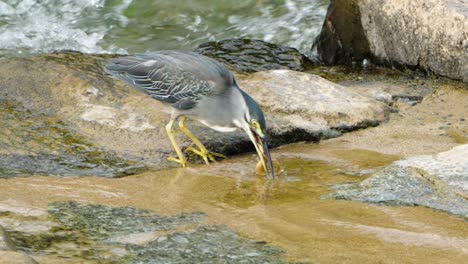 Striated-Heron-Catches-Fish-Holding-It-in-Beak-and-Rinse-Prey-Before-Eating-at-Fast-Running-Creek-Water-in-South-Korea
