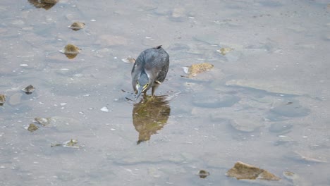 Striated-Heron-On-Ambush-In-Shallow-Water-Dives-and-Catches-a-Fish,-Holding-Prey-in-Beak,-Swallows-Food---close-up-slow-motion