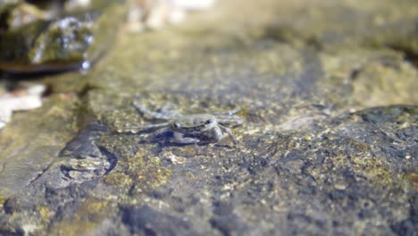 Kleine-Graue-Krabbe-Frisst-Mineralien-In-Einem-Flachen-Felsenbecken