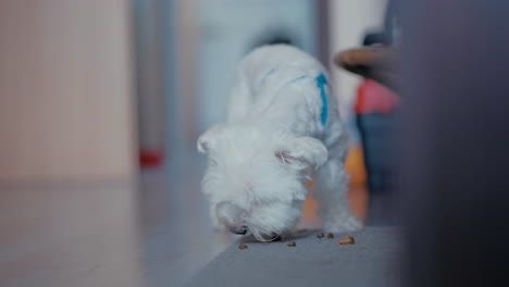 Cinematic-shot-of-a-small-white-Maltese-Dog-eating-Dog-Food-from-carpet-inside-in-slow-motion