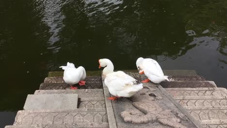Chinese-geese-with-strange-large-knob-on-their-heads-near-water