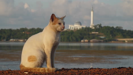 Katze-Sitzt-Mit-Meer-Und-Moschee-Dahinter