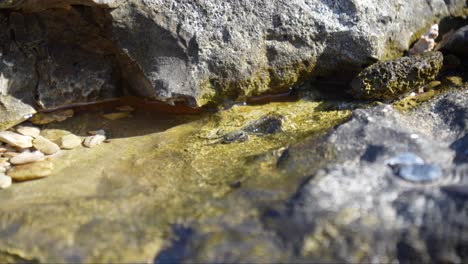 Kleine-Graue-Krabbe-Sammelt-Mineralien-In-Einem-Flachen-Felsenbecken,-Während-Das-Wasser-Plätschert