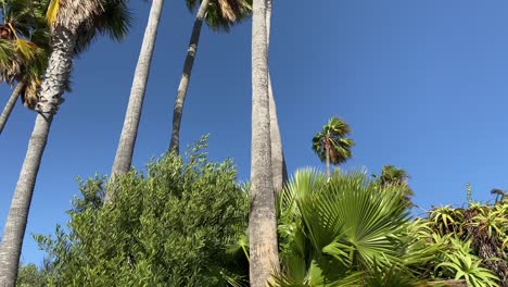 pan-up-of-palm-trees
