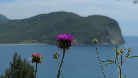 Pink-purple-thistle-with-mountains-sea-background