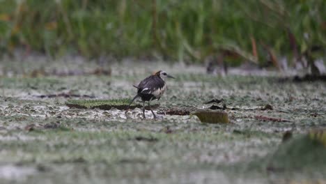 Pheasant-Tailed-jacana-in-Heavy-Rain