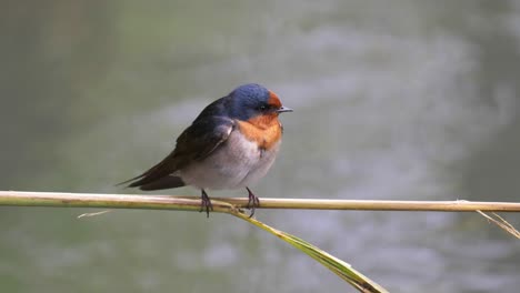 Close-up-of-a-Welcome-Swallow-perched-on-a-reed-over-a-stream