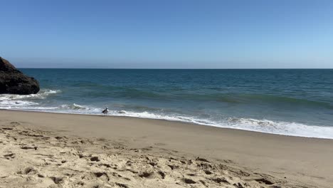 Eine-Möwe-Am-Strand,-Die-Mit-Den-Wellen-Im-Sand-Spielt