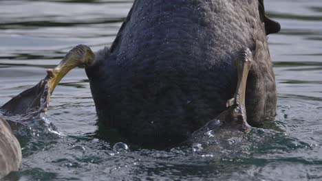 Webbed-feet-of-black-swan-as-it-is-feeding-underwater-in-an-upside-down-position-in-slow-motion