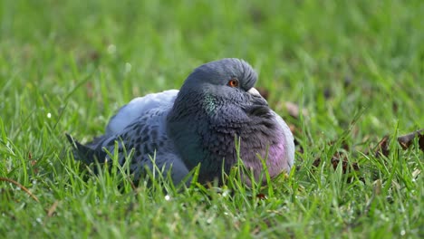 Curious-feral-pigeon-resting-on-green-grass