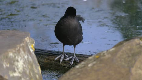 Australian-coot-standing-on-a-log-next-to-a-lake