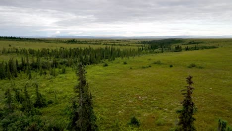 slow-push-over-spruce-trees-in-alaskan-wilderness