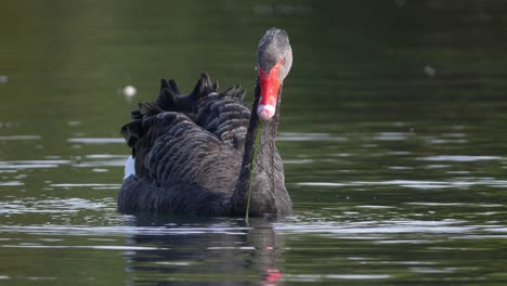 Black-Swan-in-slow-motion-feeding-underwater-in-a-lake---close-up