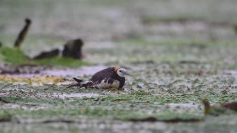 Pheasant-Tailed-jacana-Sitting-on-Eggs-in-Heavy-Rain-to-Save-them-for-hatching