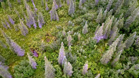 slow-aerial-push-over-spruce-trees-in-alaskan-wilderness