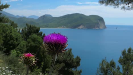 Sea-and-green-mountains-view-Mediterranean,-purple-pink-milk-thistle-flower