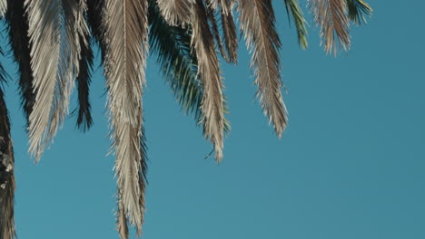 Dry-palm-tree-branches-sway-against-the-blue-sky