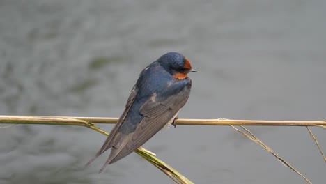 Welcome-Swallow-perched-on-a-reed-overhanging-a-stream---close-up