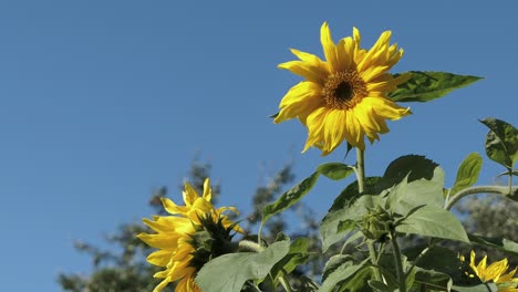 Sunflowers-against-blue-sky-summer,-positivity,-joy-and-happiness