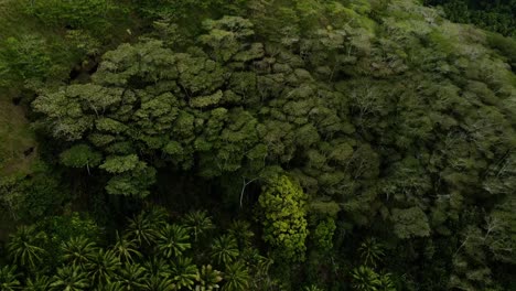 Aerial-View-of-Lush-Tropical-Rainforest-Canopy-of-Trees-on-Fatu-Hiva-Island-Marquesas-in-South-Pacific-French-Polynesia