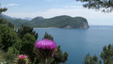 Mediterranean-sea-and-green-mountains-view-with-purple-flower-thistle
