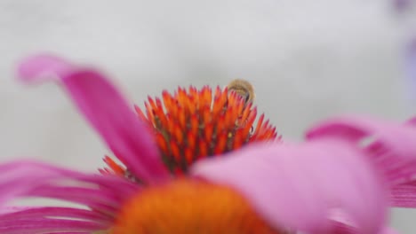 Macro-Of-A-honey-Bee-pollinating-orange-Coneflower