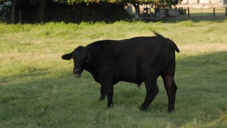 Black-cow-on-a-ranch-in-Clovis,-CA,-USA