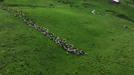 Sheeps,-goats-running-in-green-grassland-field-of-Nepal-Hill-region