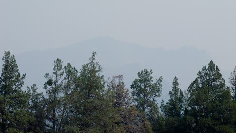 Waldbrandrauch-In-Zentral-Oregon-über-Bäumen