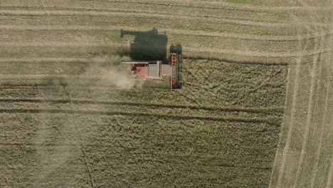 Aerial-establishing-view-of-combine-harvester-mowing-yellow-wheat,-dust-clouds-rise-behind-the-machine,-food-industry,-yellow-reap-grain-crops,-sunny-summer-day,-birdseye-drone-dolly-shot-moving-right