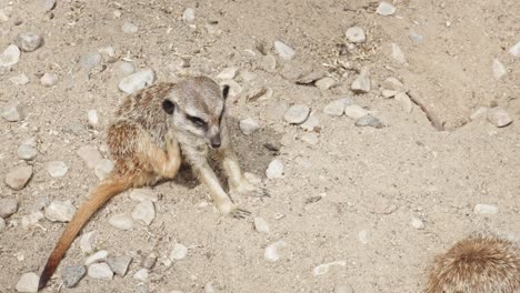 Small-Mammal-Meerkats--Seated-On-the-ground