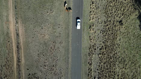 Car-travelling-in-the-outback-drives-slowly-past-cattle-grazing-on-the-side-of-a-country-road