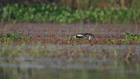 Pheasant-Tailed-Jacana-Matting-Activity-in-wetland
