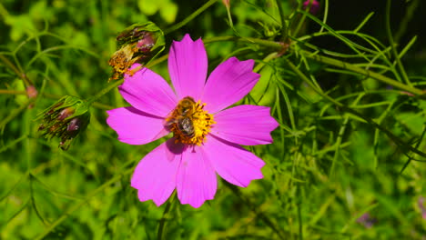 Bee-pollinating-a-beautiful-pink-Cosmos-flower