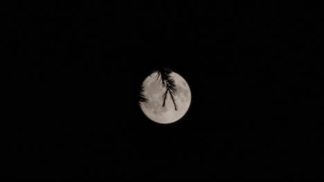 The-moon,-with-a-tree-branch-in-the-foreground