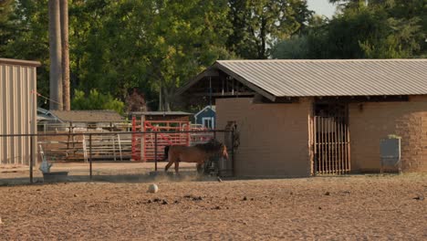 Braune-Pferde-Auf-Einer-Ranch-In-Clovis,-Kalifornien,-USA