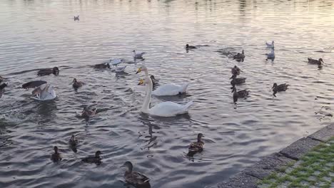 ducks-and-swans-in-Hljómskála-Park-iceland