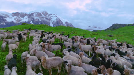 Sheeps-grazing-in-green-land-of-Mountains-and-Himalayas-at-Nepal-Hills