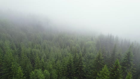 Thick-fog-above-the-lush-wild-Norwegian-Woodlands
