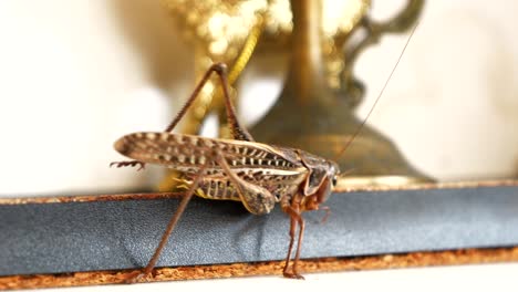 Grasshopper,-close-up-of-the-insect-walking-on-a-store-shelf
