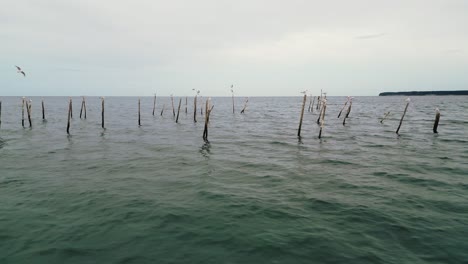 birds-sitting-on-stakes-in-the-sea-during-sunset