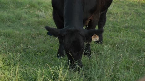 Black-cow-on-a-ranch-in-Clovis,-CA,-USA