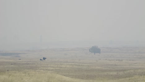 Cows-in-wildfire-smoke-near-highway-in-Central-Oregon