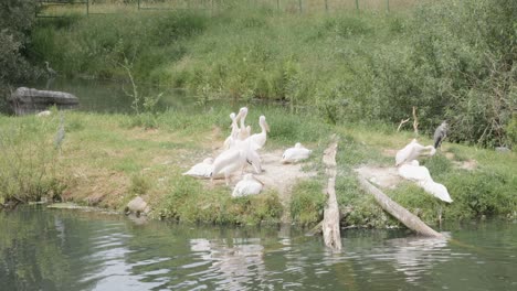 Pelícanos-De-Plumas-Blancas-Sentados-En-Una-Pequeña-Isla-Verde